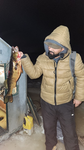 Walleye Season In Toronto 